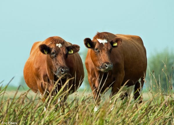 Zelf advertenties plaatsen