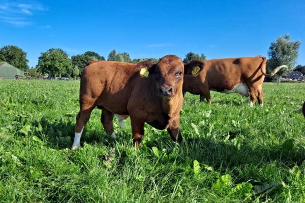 Brandrood stierkalf te koop