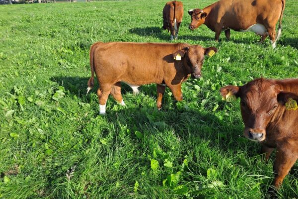 Brandrood stierkalf te koop
