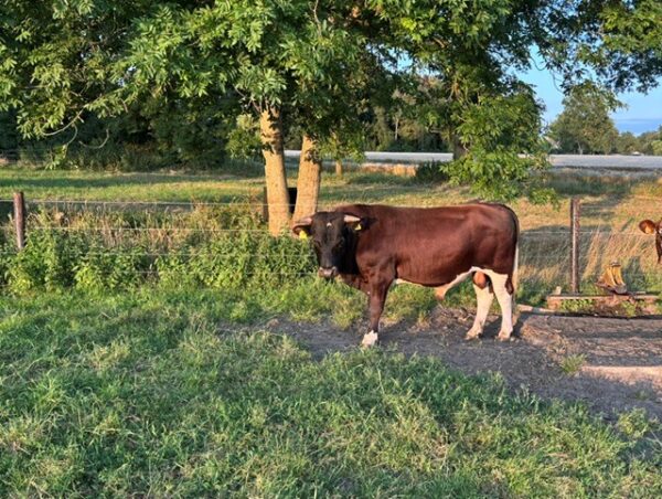 Brandrode stier te koop