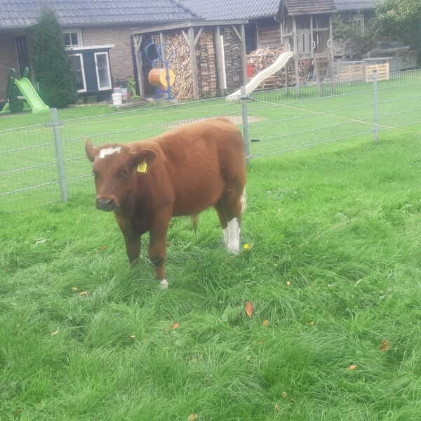 Te koop jonge stieren
